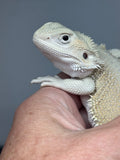 #1519, female, hypo, possible het trans, possible het zero, Witblits Bearded dragon for sale