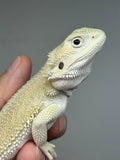 #1519, female, hypo, possible het trans, possible het zero, Witblits Bearded dragon for sale
