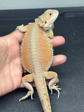 #1523, female, hypo, possible het trans/zero, Witblits Bearded dragon for sale