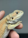 #1523, female, hypo, possible het trans/zero, Witblits Bearded dragon for sale