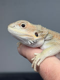#1523, female, hypo, possible het trans/zero, Witblits Bearded dragon for sale