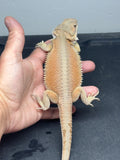 #1523, female, hypo, possible het trans/zero, Witblits Bearded dragon for sale