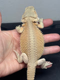#1525, female, hypo, possible het zero/trans, Witblits Bearded dragon for sale