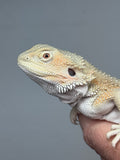 #1525, female, hypo, possible het zero/trans, Witblits Bearded dragon for sale