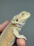 #1525, female, hypo, possible het zero/trans, Witblits Bearded dragon for sale