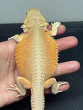 #1528, male, hypo, possible het zero, Witblits Bearded dragon for sale
