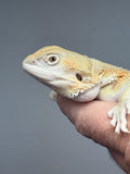 #1528, male, hypo, possible het zero, Witblits Bearded dragon for sale