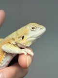 #1528, male, hypo, possible het zero, Witblits Bearded dragon for sale