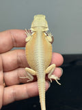 #1558, female, hypo, possible het zero, Witblits Bearded dragon for sale