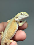 #1558, female, hypo, possible het zero, Witblits Bearded dragon for sale