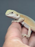 #1558, female, hypo, possible het zero, Witblits Bearded dragon for sale