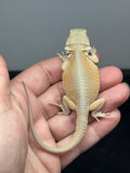 #1558, female, hypo, possible het zero, Witblits Bearded dragon for sale