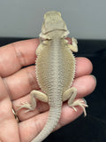 #1559, male, hypo, possible het zero, Witblits Bearded dragon for sale