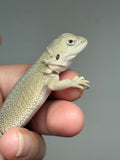 #1559, male, hypo, possible het zero, Witblits Bearded dragon for sale