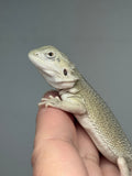 #1559, male, hypo, possible het zero, Witblits Bearded dragon for sale