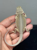 #1559, male, hypo, possible het zero, Witblits Bearded dragon for sale