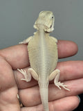 #1560, male, hypo, leatherback, possible het trans/zero, Witblits Bearded dragon for sale
