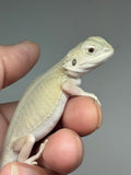 #1560, male, hypo, leatherback, possible het trans/zero, Witblits Bearded dragon for sale
