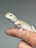 #1560, male, hypo, leatherback, possible het trans/zero, Witblits Bearded dragon for sale