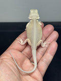 #1560, male, hypo, leatherback, possible het trans/zero, Witblits Bearded dragon for sale