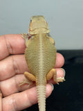 #1561, female, hypo, trans, possible het zero, Witblits Bearded dragon for sale