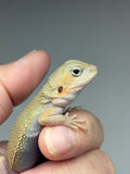 #1561, female, hypo, trans, possible het zero, Witblits Bearded dragon for sale