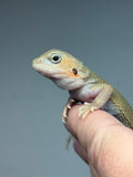 #1561, female, hypo, trans, possible het zero, Witblits Bearded dragon for sale