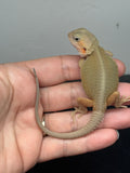 #1561, female, hypo, trans, possible het zero, Witblits Bearded dragon for sale