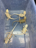 G184, 5 Witblits Bearded Dragon wholesale group for sale