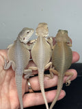 G184, 5 Witblits Bearded Dragon wholesale group for sale