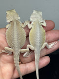 G184, 5 Witblits Bearded Dragon wholesale group for sale