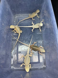 G182, 5 Witblits Bearded Dragon wholesale group for sale