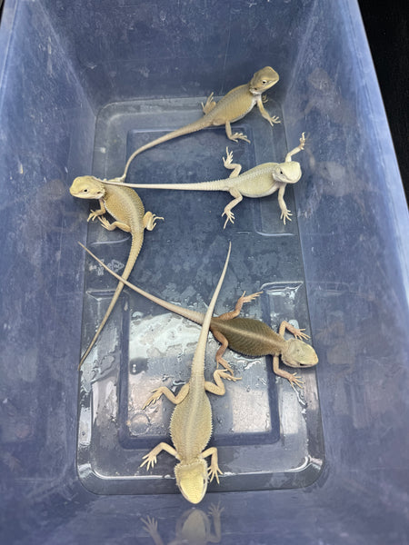 5 Witblits Bearded Dragon wholesale group for sale