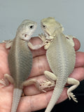 G182, 5 Witblits Bearded Dragon wholesale group for sale