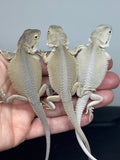 G182, 5 Witblits Bearded Dragon wholesale group for sale