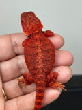 RM937, female, trans, possible het hypo, possible het Witblits, 50% Red Monster bearded dragon for sale