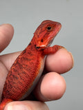 RM937, female, trans, possible het hypo, possible het Witblits, 50% Red Monster bearded dragon for sale