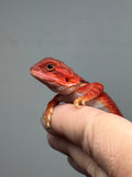 RM937, female, trans, possible het hypo, possible het Witblits, 50% Red Monster bearded dragon for sale
