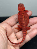 RM937, female, trans, possible het hypo, possible het Witblits, 50% Red Monster bearded dragon for sale