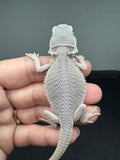#1562, male, hypo, possible het wits, Zero Bearded Dragon for sale