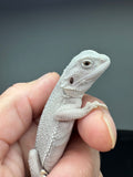 #1562, male, hypo, possible het wits, Zero Bearded Dragon for sale