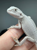 #1562, male, hypo, possible het wits, Zero Bearded Dragon for sale
