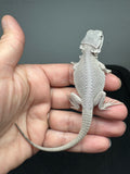 #1562, male, hypo, possible het wits, Zero Bearded Dragon for sale