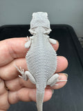 #1564, 1564, female, hypo, possible het wits Zero Bearded Dragon for sale