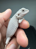 #1564, 1564, female, hypo, possible het wits Zero Bearded Dragon for sale