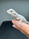 #1564, 1564, female, hypo, possible het wits Zero Bearded Dragon for sale