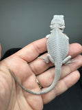 #1564, 1564, female, hypo, possible het wits Zero Bearded Dragon for sale