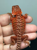RM938, female, leatherback, possible het Witblits, possible het hypo, 50% Red Monster bearded dragon for sale