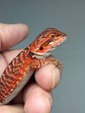 RM938, female, leatherback, possible het Witblits, possible het hypo, 50% Red Monster bearded dragon for sale
