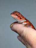 RM938, female, leatherback, possible het Witblits, possible het hypo, 50% Red Monster bearded dragon for sale